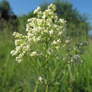 Galium boreale var. hyssopifolium DC. (Gaillet boréal)