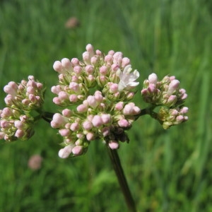 Photographie n°33558 du taxon Valeriana pratensis Dierb. [1825]