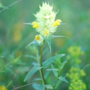 Photographie n°33563 du taxon Rhinanthus pumilus (Sterneck) Soldano [1986]