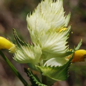 Photographie n°33565 du taxon Rhinanthus pumilus (Sterneck) Soldano [1986]