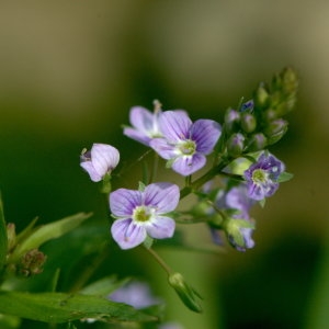 Photographie n°33569 du taxon Veronica anagallis-aquatica L. [1753]