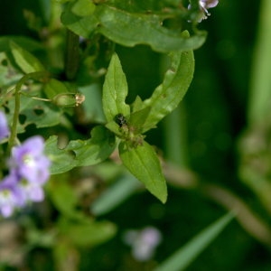 Photographie n°33570 du taxon Veronica anagallis-aquatica L. [1753]