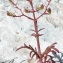  Bertrand BUI - Centranthus calcitrapae (L.) Dufr. [1811]