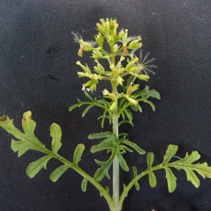 Photographie n°33576 du taxon Centranthus calcitrapae (L.) Dufr. [1811]