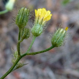 Photographie n°33578 du taxon Crepis micrantha Czerep. [1964]