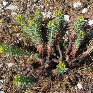 Photographie n°33581 du taxon Euphorbia pithyusa L. [1753]