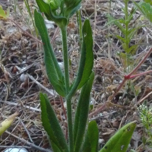 Photographie n°33584 du taxon Knautia integrifolia (L.) Bertol. [1836]