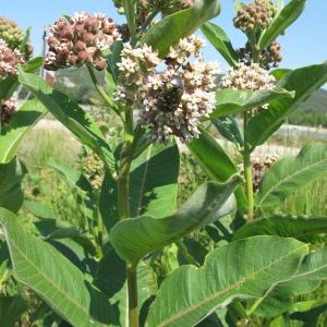 Photographie n°33594 du taxon Asclepias syriaca L.