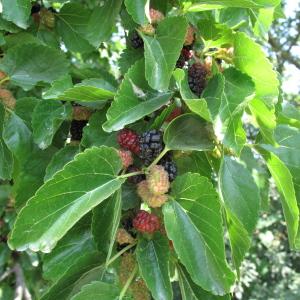 Photographie n°33596 du taxon Morus nigra L.
