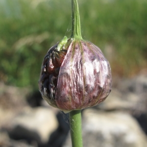 Photographie n°33599 du taxon Allium sphaerocephalon L.