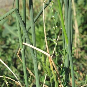 Photographie n°33600 du taxon Allium sphaerocephalon L.