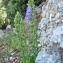  Marie  Portas - Campanula medium L.