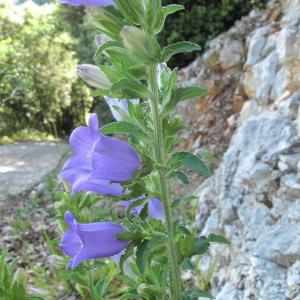 Photographie n°33613 du taxon Campanula medium L.