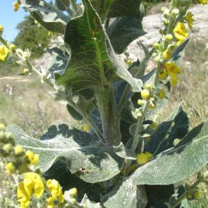 Photographie n°33621 du taxon Verbascum pulverulentum Vill.