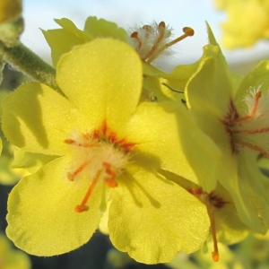 Photographie n°33623 du taxon Verbascum pulverulentum Vill.