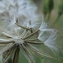  Marie  Portas - Crepis pulchra L.