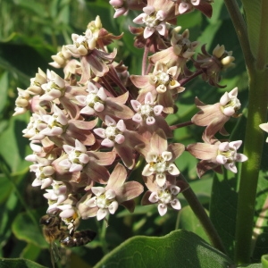 Photographie n°33643 du taxon Asclepias syriaca L.