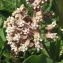  Marie  Portas - Asclepias syriaca L.