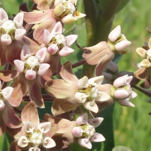 Photographie n°33644 du taxon Asclepias syriaca L.