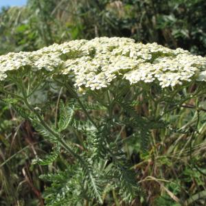 Photographie n°33646 du taxon Achillea millefolium L.