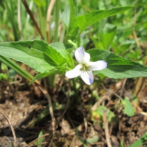  - Viola persicifolia Schreb. [1771]