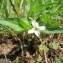  Hugues Tinguy - Viola persicifolia Schreb. [1771]