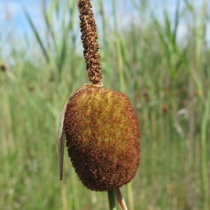 Photographie n°33659 du taxon Typha minima Funck [1794]