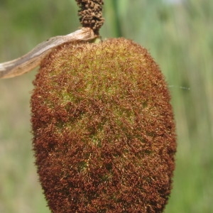 Typha lugdunensis P.Chabert (Petite Massette)