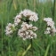  Hugues Tinguy - Valeriana pratensis Dierb. [1825]