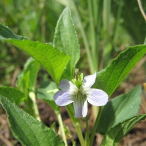  - Viola persicifolia Schreb. [1771]