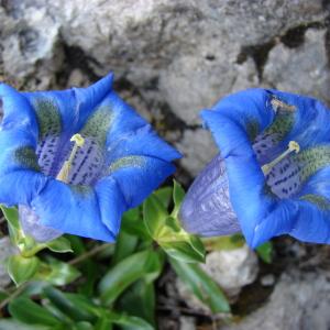 Photographie n°33665 du taxon Gentiana angustifolia Vill. [1787]