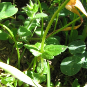 Photographie n°33675 du taxon Veronica arvensis L. [1753]