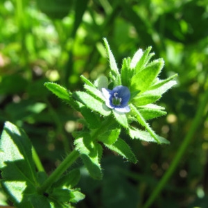 Photographie n°33676 du taxon Veronica arvensis L. [1753]