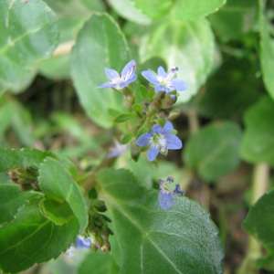 Photographie n°33677 du taxon Veronica beccabunga L. [1753]