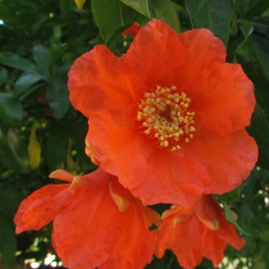 Photographie n°33689 du taxon Punica granatum L. [1753]