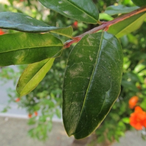 Photographie n°33692 du taxon Punica granatum L. [1753]