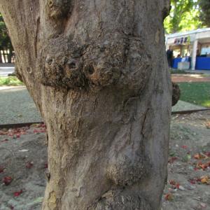 Photographie n°33693 du taxon Punica granatum L. [1753]