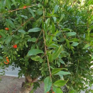 Photographie n°33695 du taxon Punica granatum L. [1753]