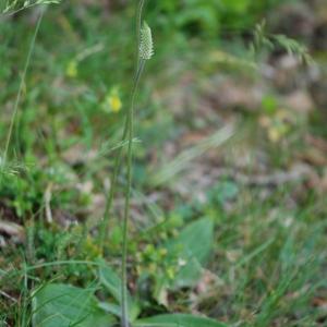 Photographie n°33696 du taxon Plantago media L. [1753]