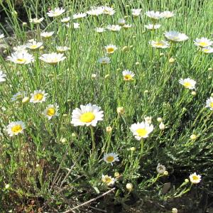 Photographie n°33743 du taxon Leucanthemum vulgare Lam.