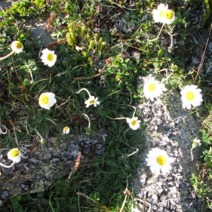  - Anthemis cretica subsp. cretica