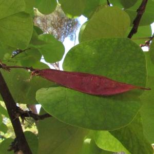 Photographie n°33768 du taxon Cercis siliquastrum L. [1753]