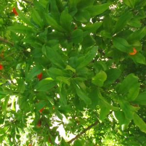 Photographie n°33769 du taxon Punica granatum L. [1753]