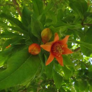 Photographie n°33770 du taxon Punica granatum L. [1753]