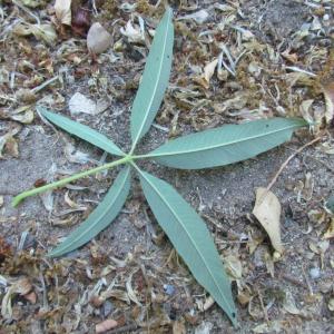 Photographie n°33788 du taxon Vitex agnus-castus L. [1753]