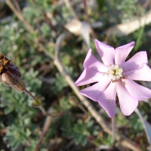 Photographie n°33790 du taxon Silene sericea All. [1785]