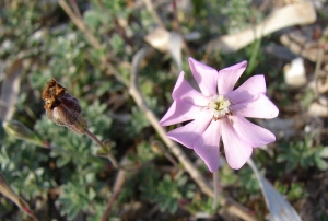 Paul Fabre, le  3 avril 2011 (Bonifacio)