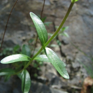 Photographie n°33822 du taxon Veronica fruticans Jacq. [1762]