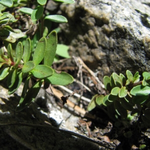 Photographie n°33823 du taxon Veronica fruticans Jacq. [1762]