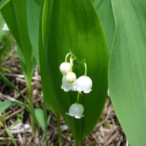 Photographie n°33834 du taxon Convallaria majalis L. [1753]